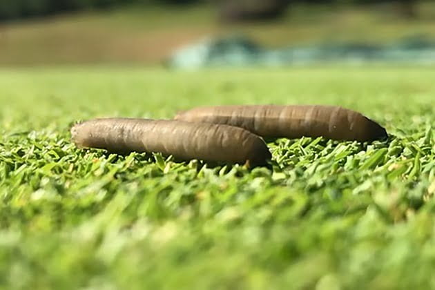 Emergency Authorisation Approval for Syngenta Insecticide