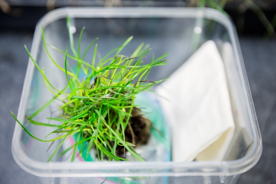 International Turfgrass Research Initiative Launched