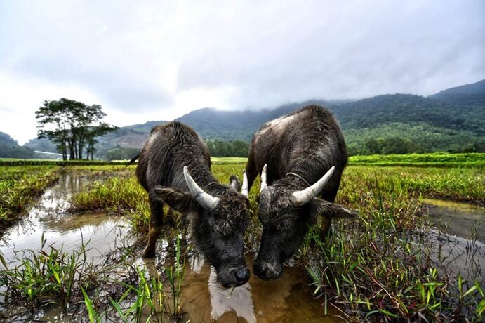The iconic water buffalo bio mowers at Laguna Golf Lang Co will soon benefit from a new storm shelter