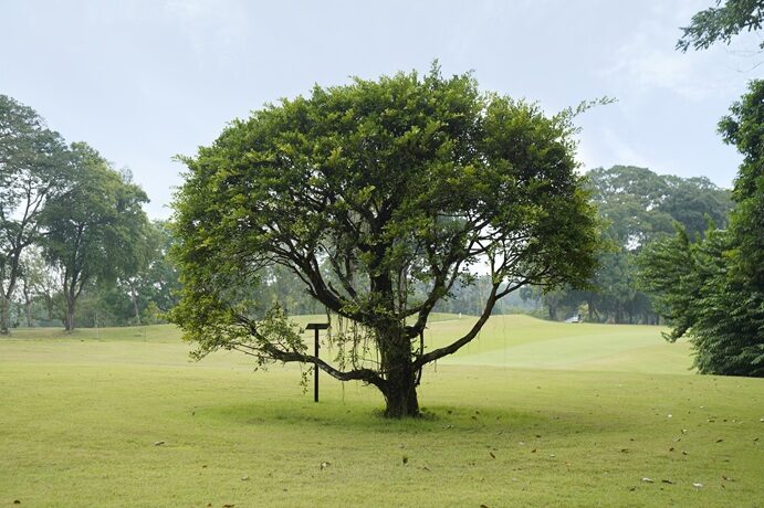 Fitting Tribute to Course Architect Haworth