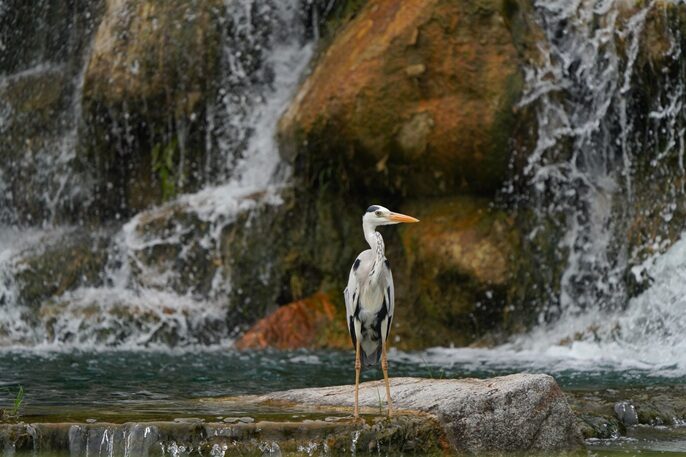 Setting Sustainability Standards